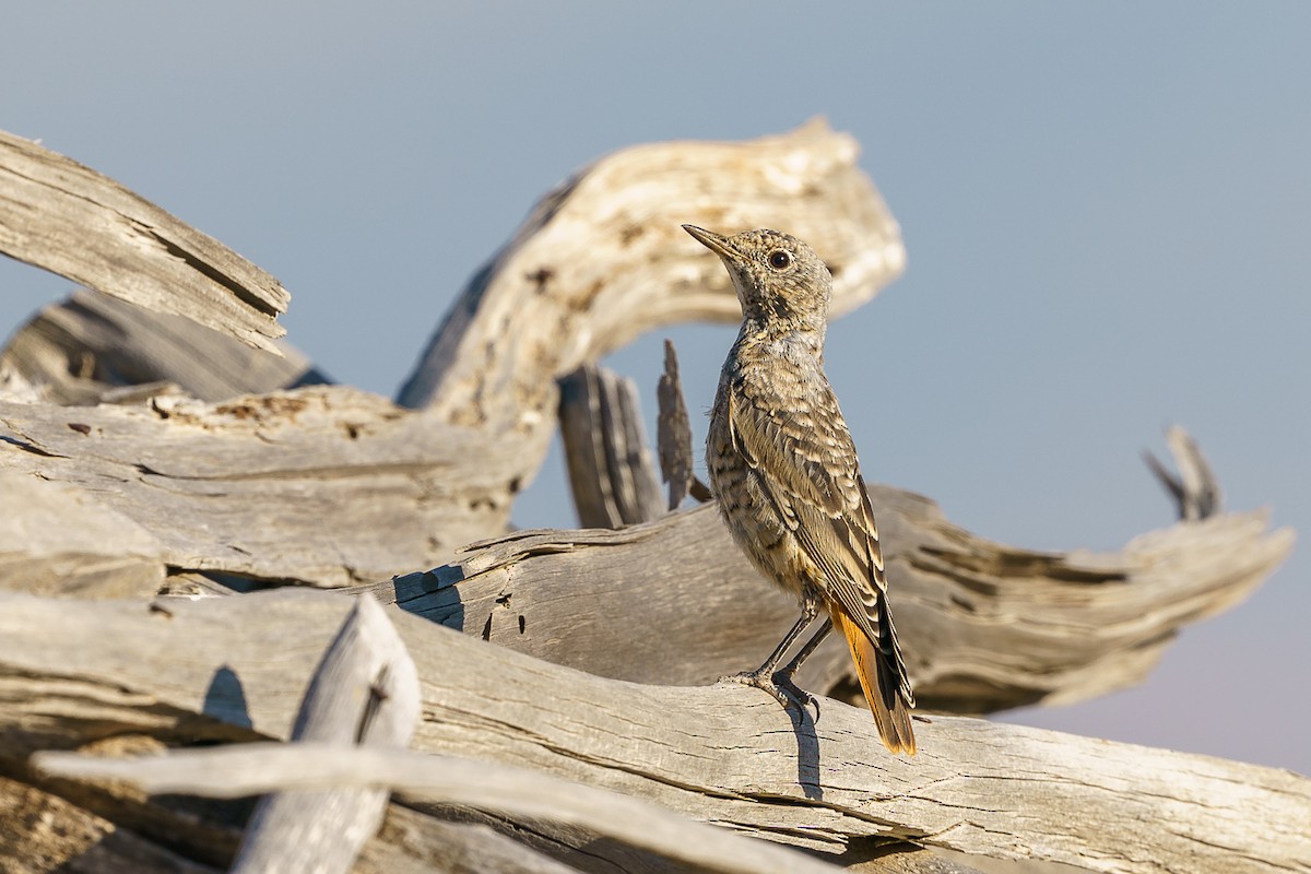 Rufous-tailed Rock-Thrush - ML419028081