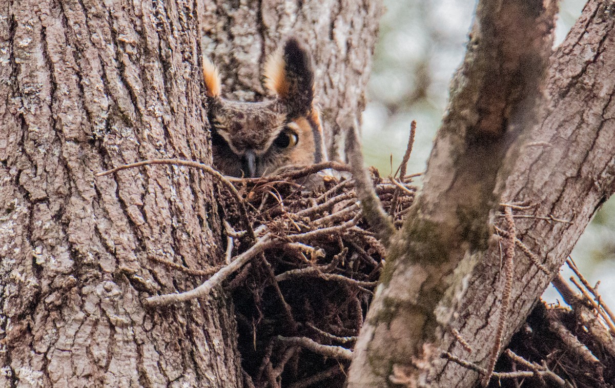 Great Horned Owl - ML419028581