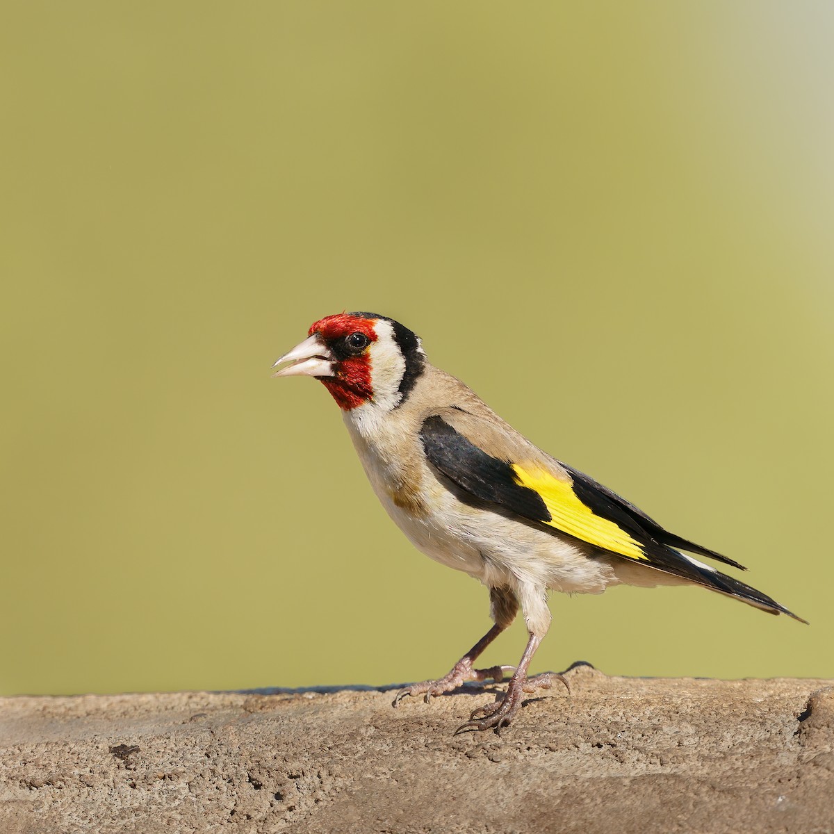 European Goldfinch - ML419029021