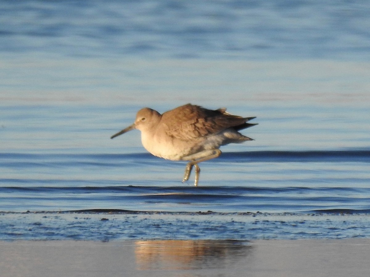 Willet - Beatrix Kohlhaas