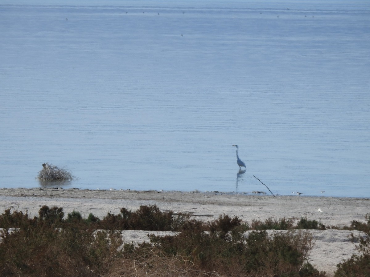 Snowy Egret - ML419029231