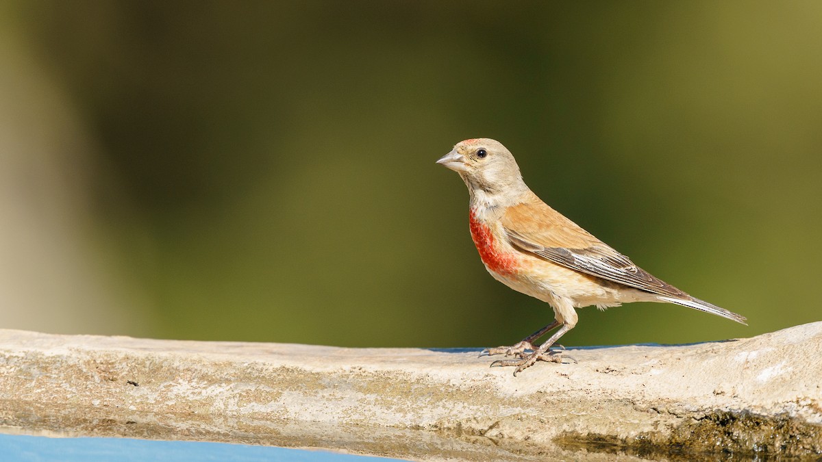 Eurasian Linnet - ML419029261