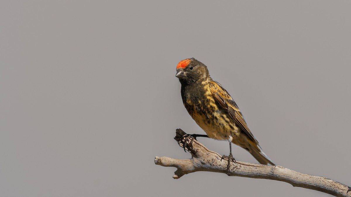 Fire-fronted Serin - ML419029531