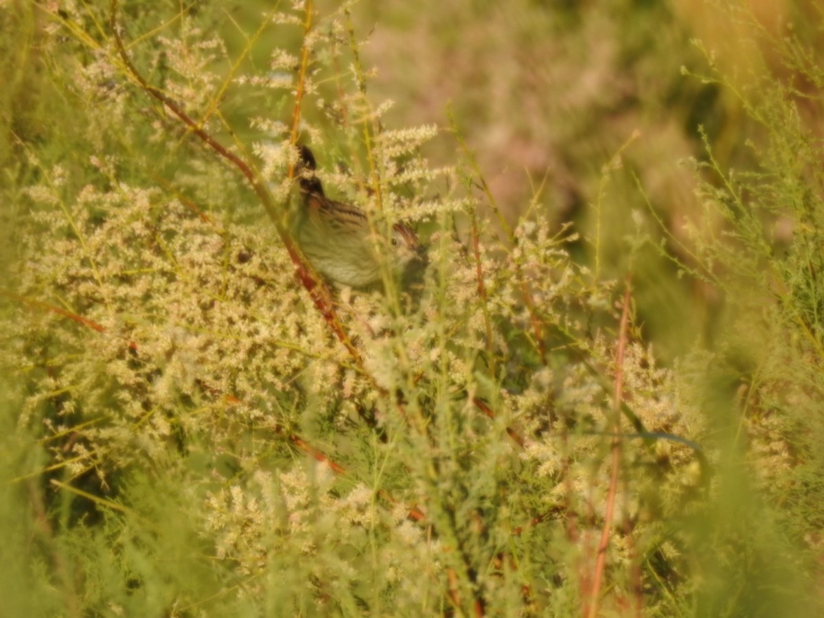 Passerellidae sp. (sparrow sp.) - ML419029731