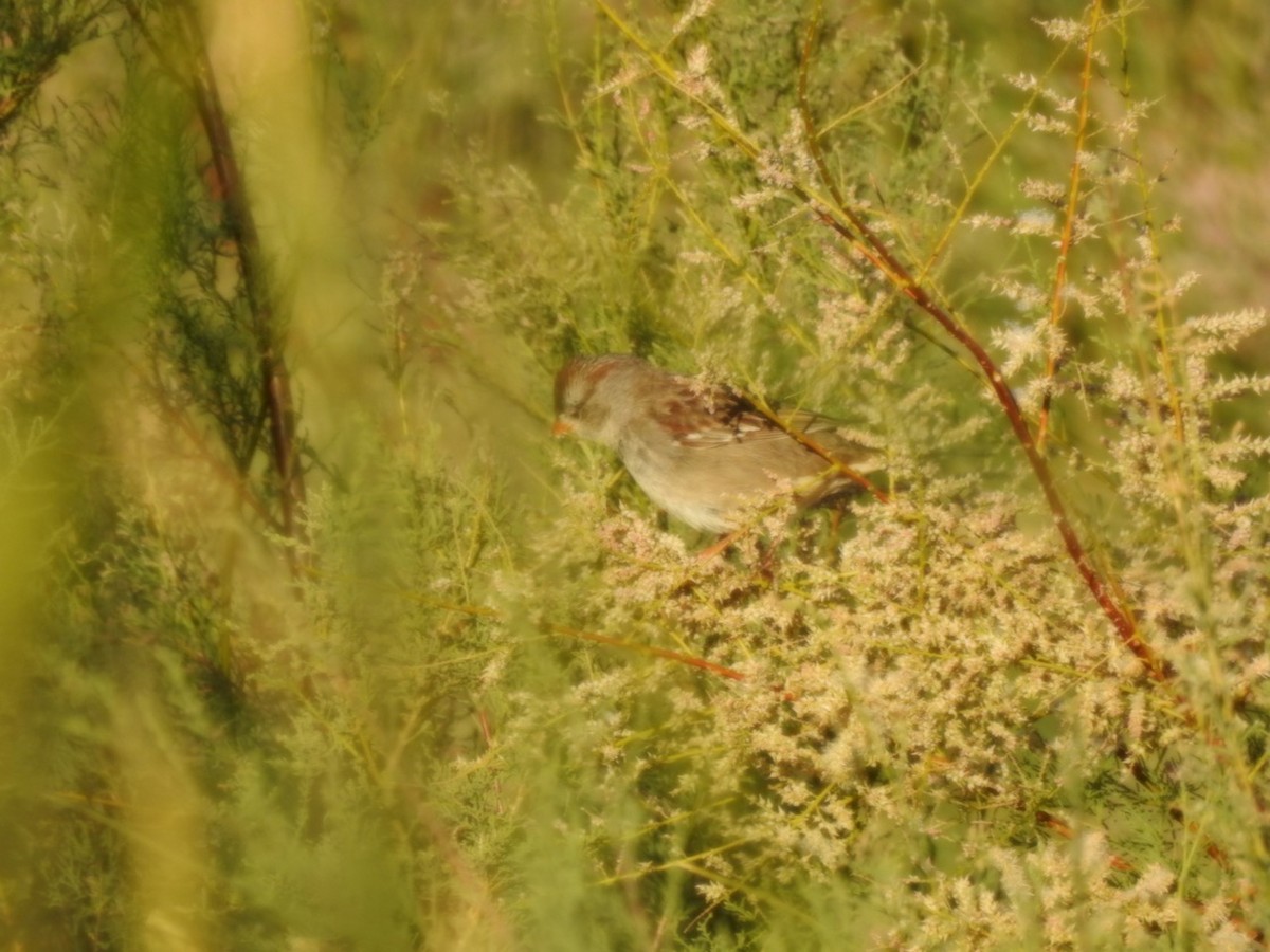 Passerellidae sp. (sparrow sp.) - ML419029741