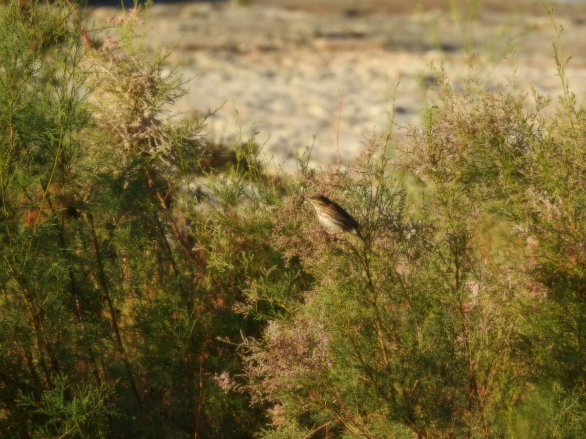 Passerellidae sp. (sparrow sp.) - ML419029761