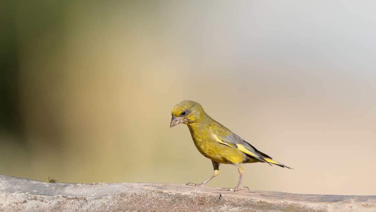 European Greenfinch - ML419030221