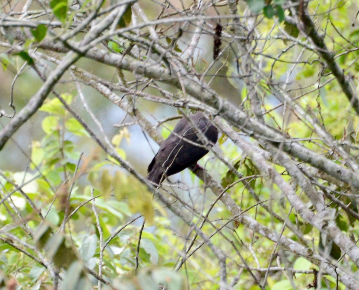 Pigeon plombé - ML41903051