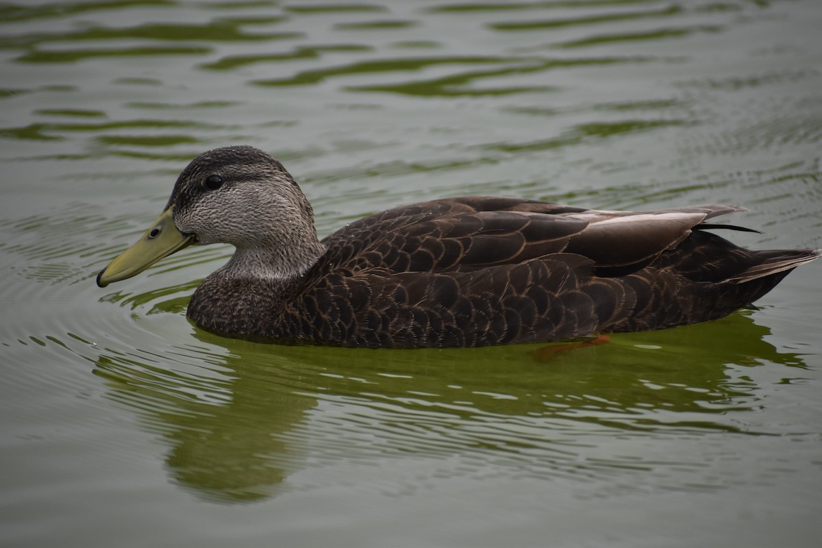 American Black Duck - Luke Foster