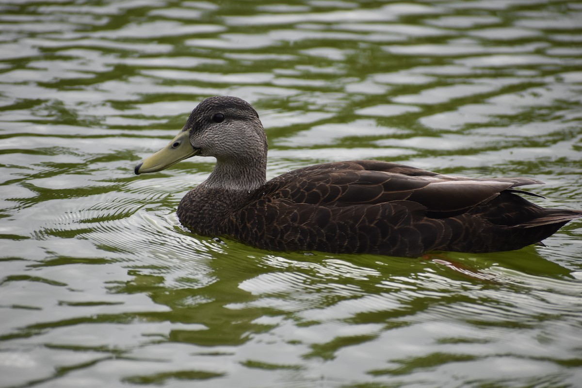 American Black Duck - ML419031671