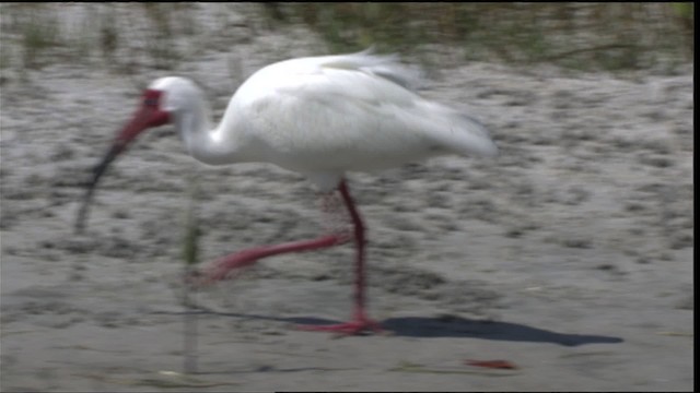 White Ibis - ML419036