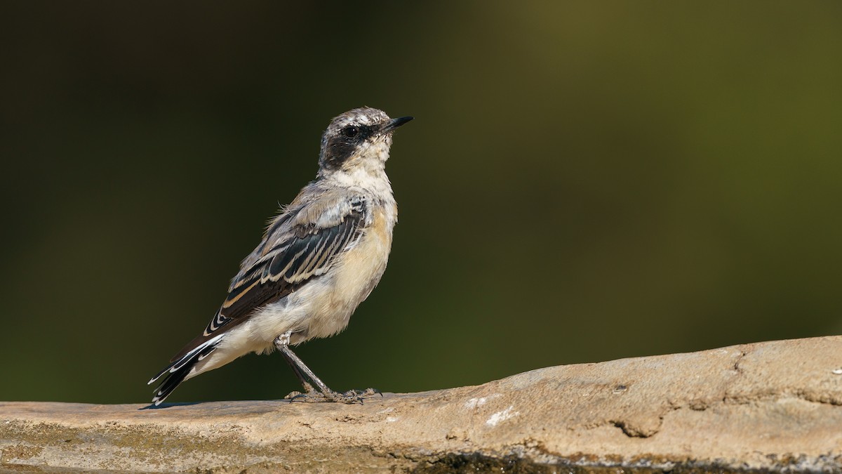 Northern Wheatear - ML419036001