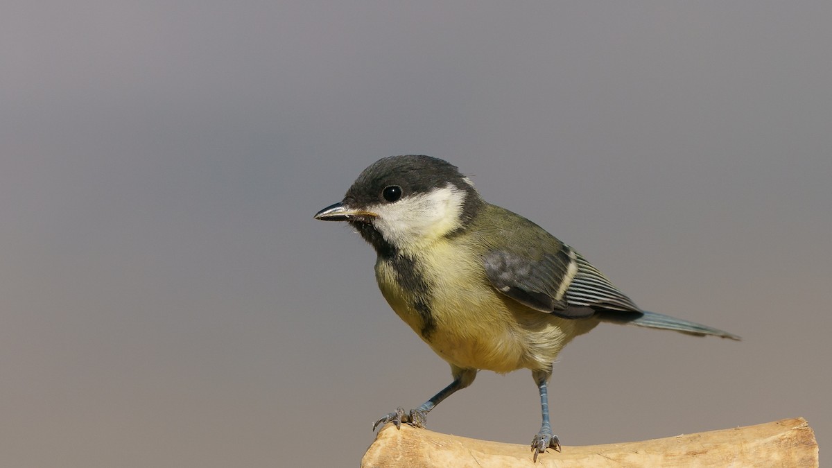 Great Tit - ML419036471