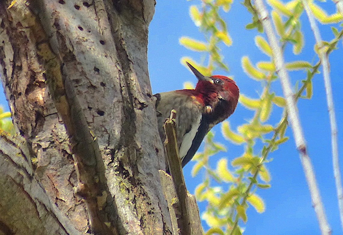 Red-breasted Sapsucker - ML419036791