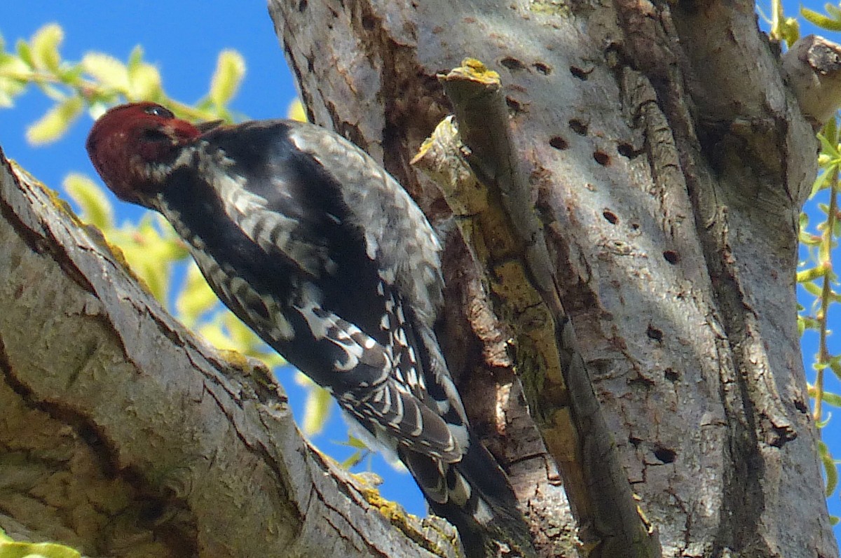 Red-breasted Sapsucker - ML419036831