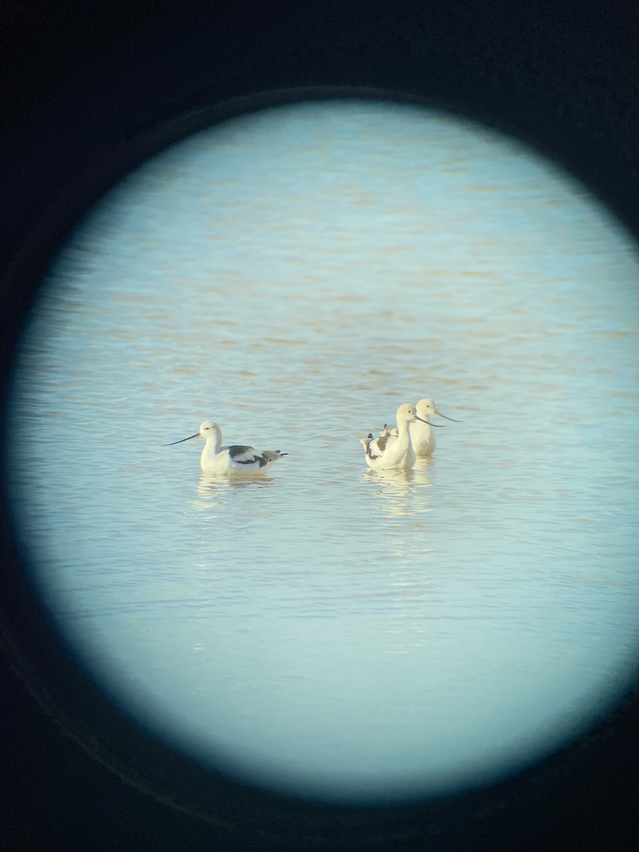 American Avocet - ML419037831