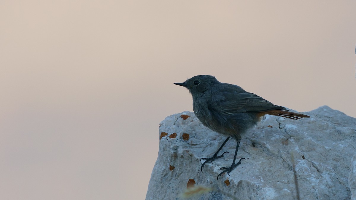 Black Redstart - ML419038191