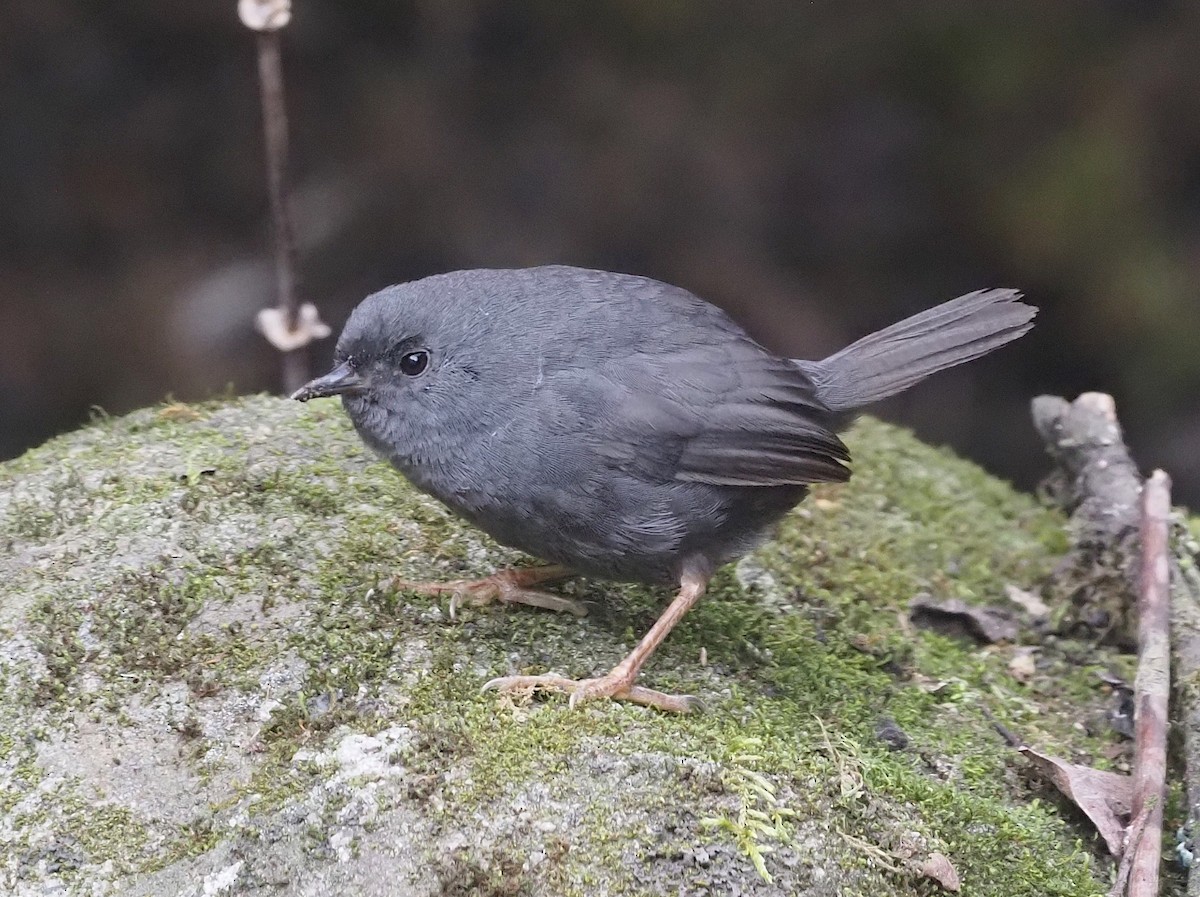 Unicolored Tapaculo - Stephan Lorenz / Rockjumper Birding Tours