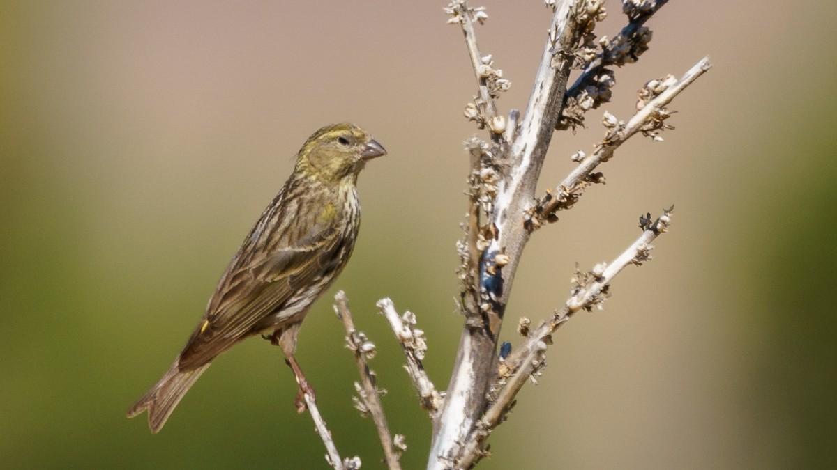 European Serin - babur hakarar