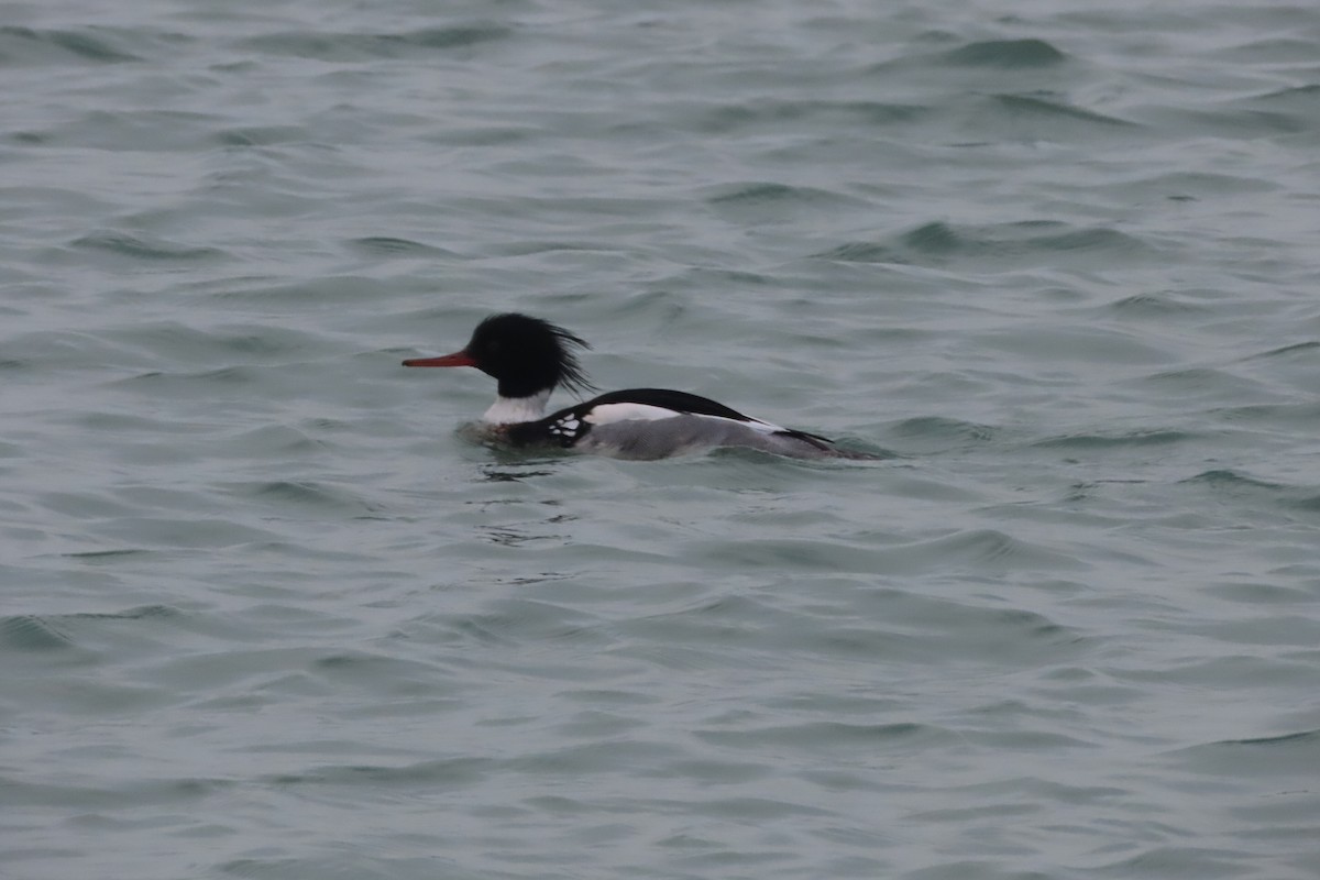 Red-breasted Merganser - ML419040971