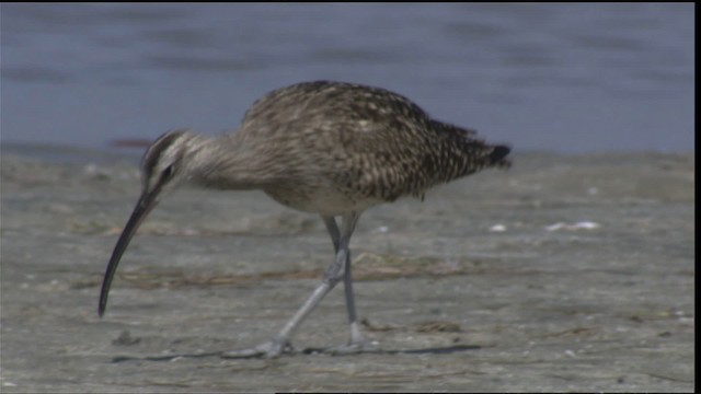 Whimbrel (Hudsonian) - ML419041