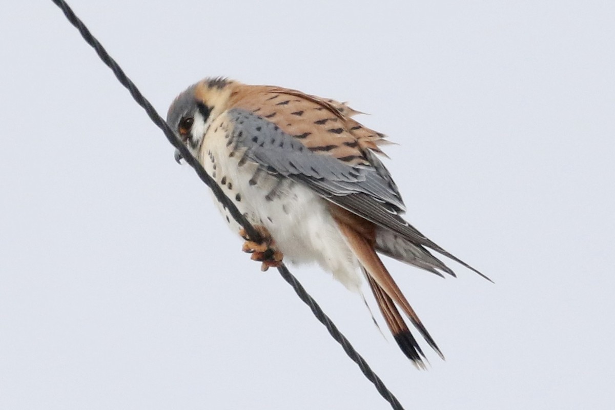 American Kestrel - ML419041541