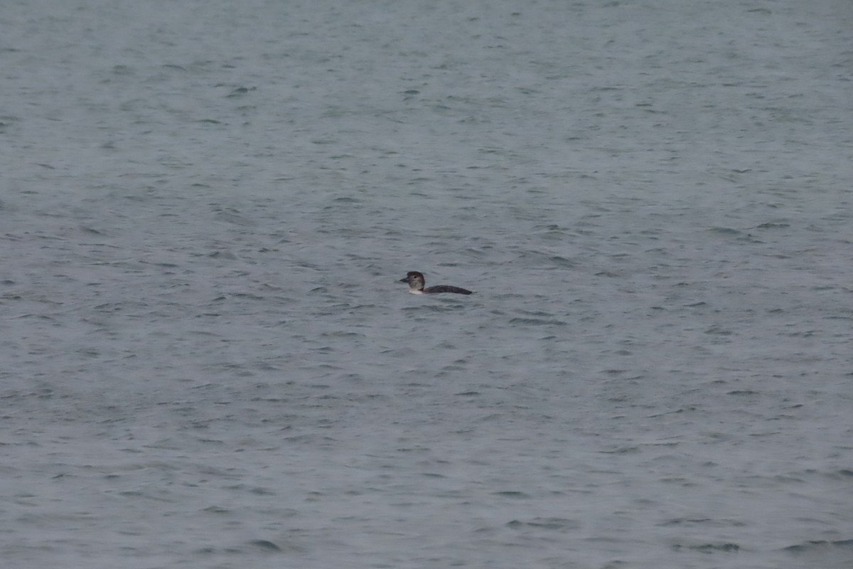 Common Loon - ML419041571