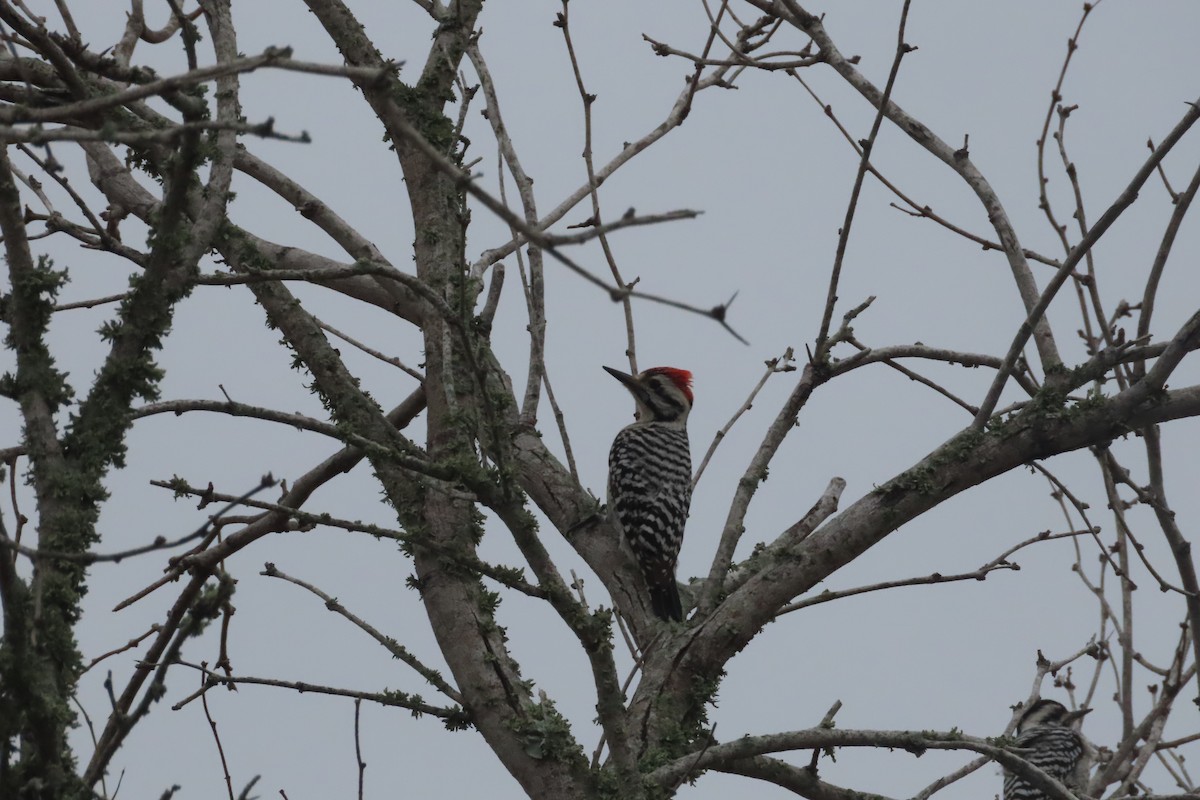 Ladder-backed Woodpecker - ML419041781