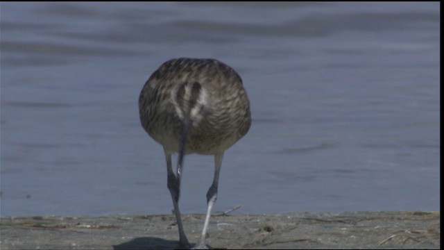 Whimbrel (Hudsonian) - ML419042