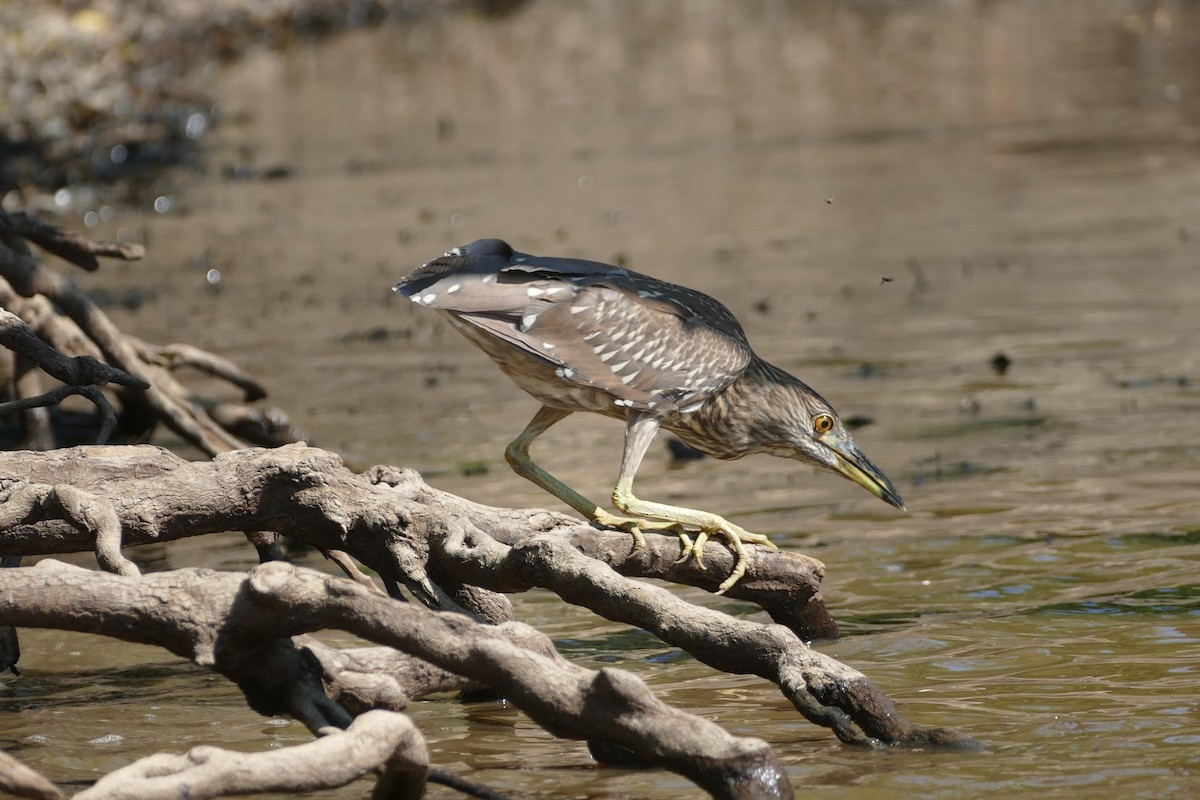 Black-crowned Night Heron - ML419042101