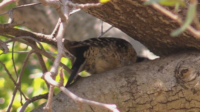 Nuttall's Woodpecker - ML419042621