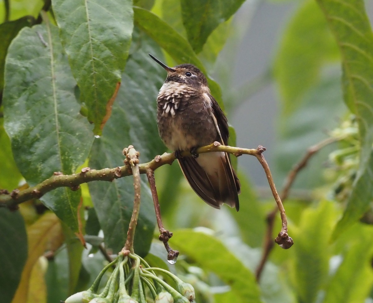 kolibřík maraňónský - ML419045821
