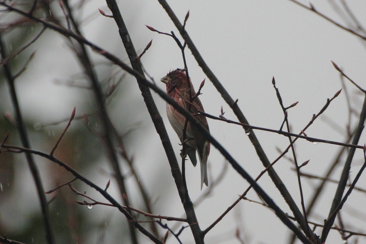 Purple Finch - ML419046011