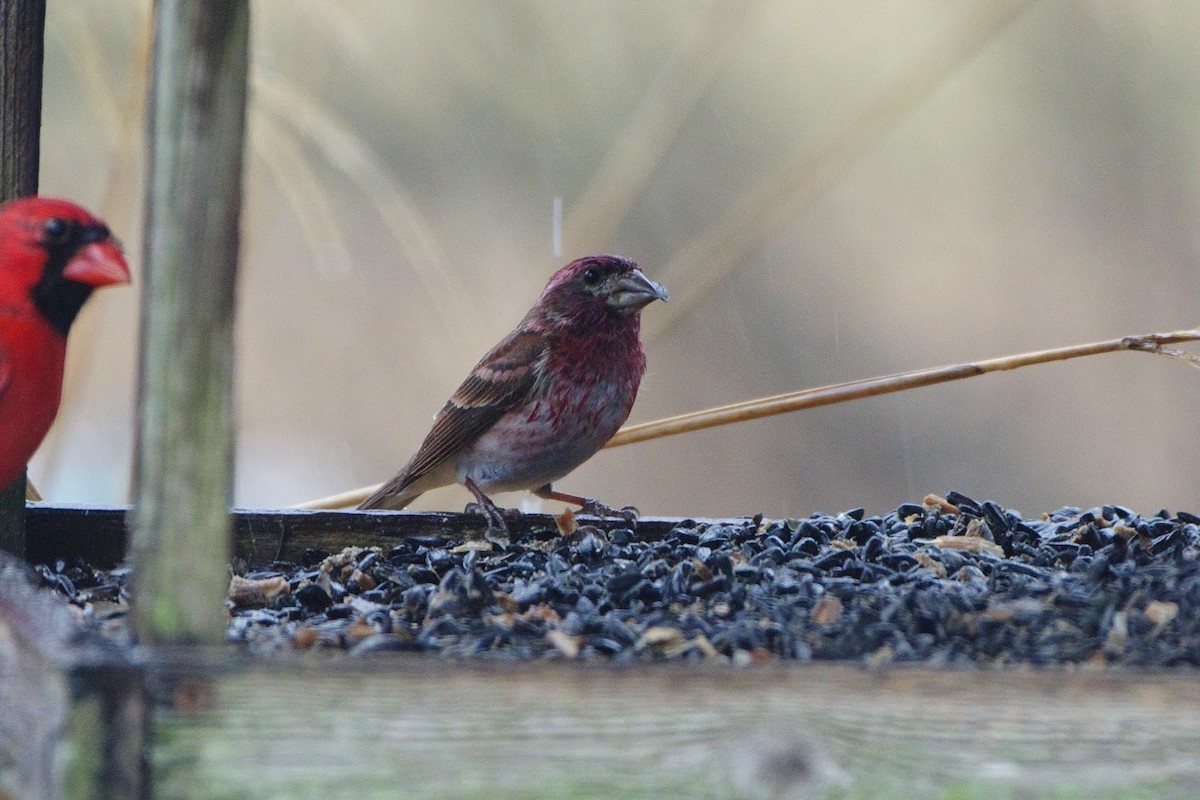 Purple Finch - ML419046021