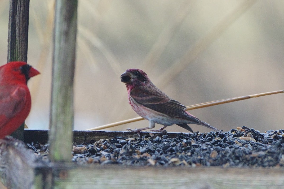 Purple Finch - Dakota Swisher