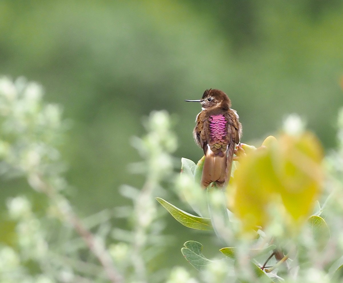 kolibřík maraňónský - ML419046161