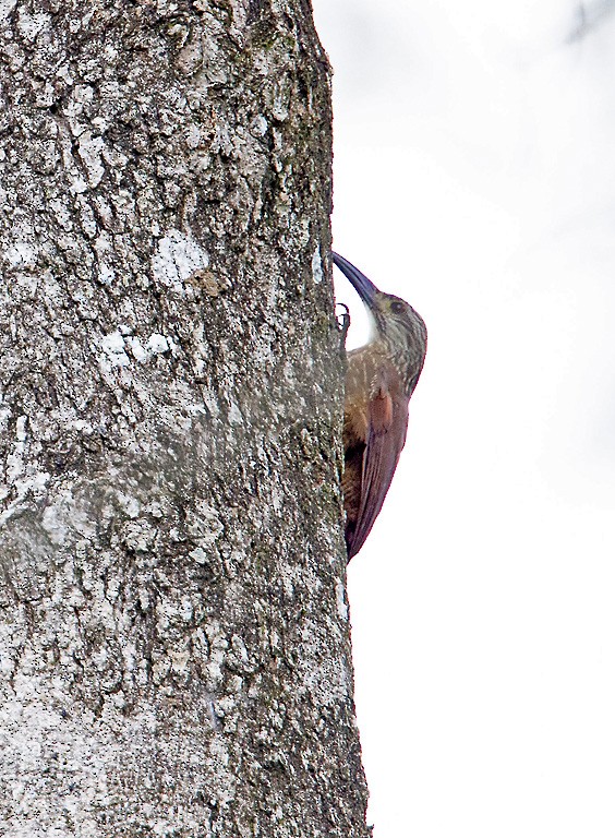 White-throated Woodcreeper - ML419046281