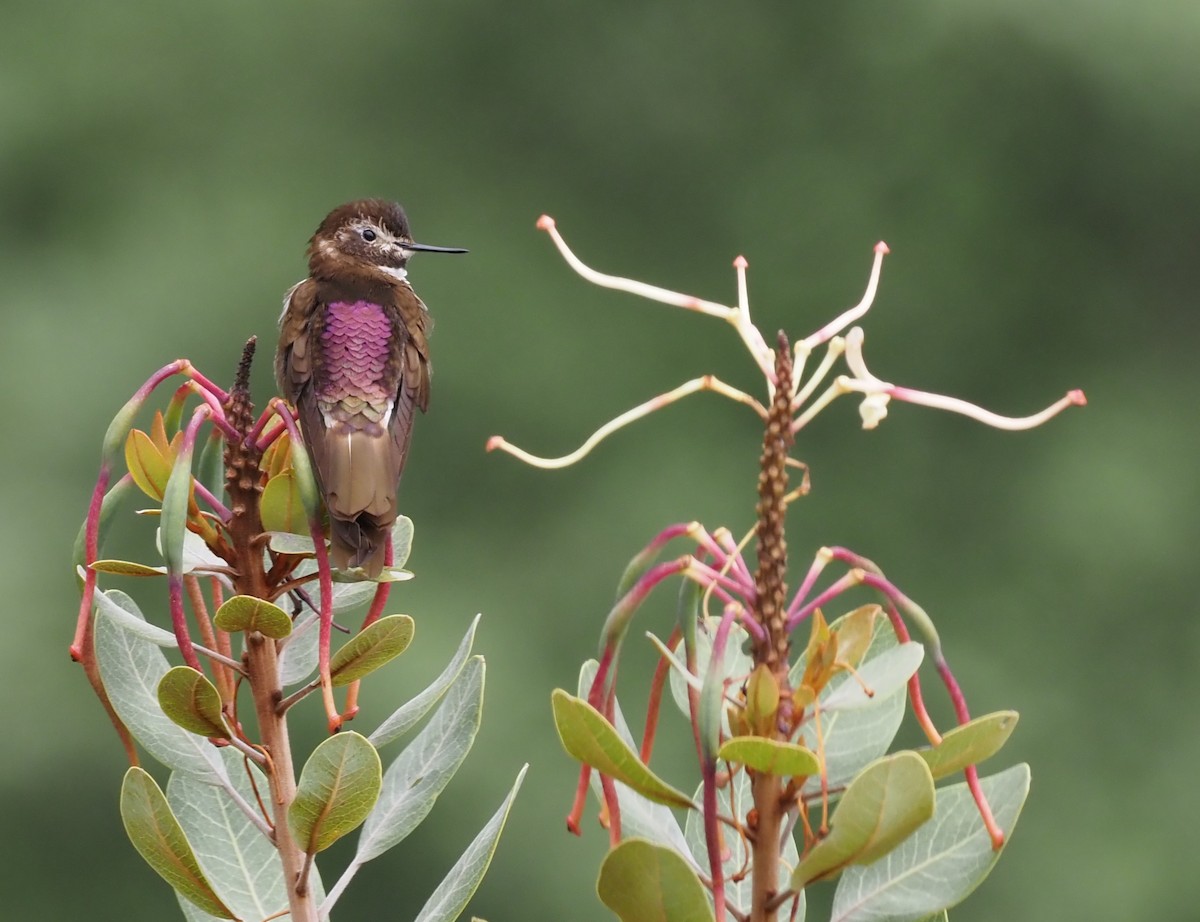 kolibřík maraňónský - ML419046361