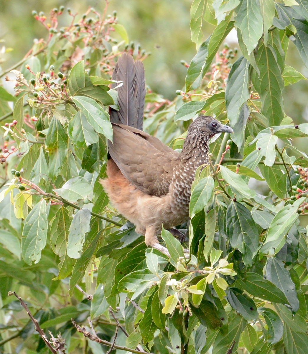 Speckled Chachalaca - Neil Wingert