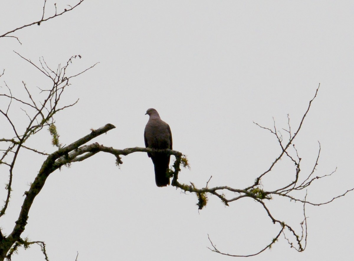 Plumbeous Pigeon - ML41904761