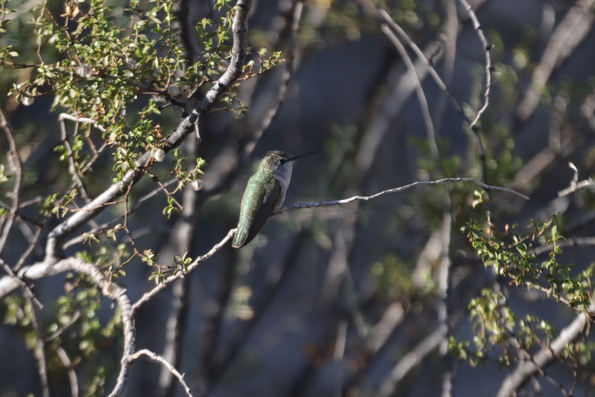 Costa's Hummingbird - ML419048071