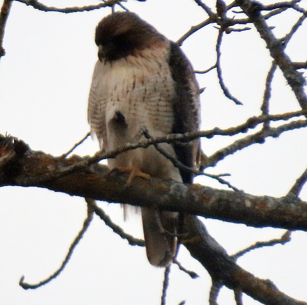 Red-tailed Hawk - ML419048241
