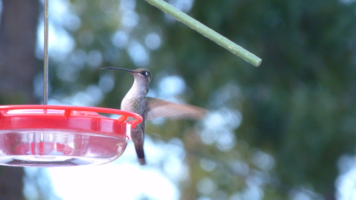 Colibrí Magnífico - ML41904871