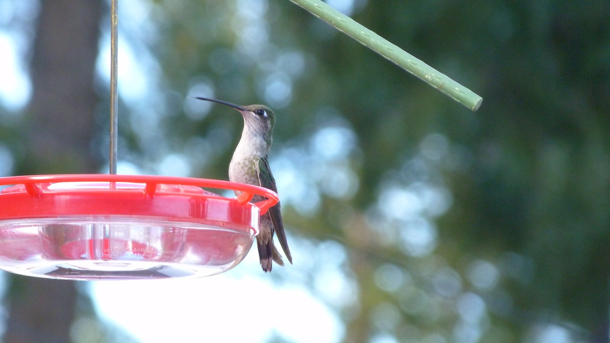 Rivoli's Hummingbird - Doug Kibbe
