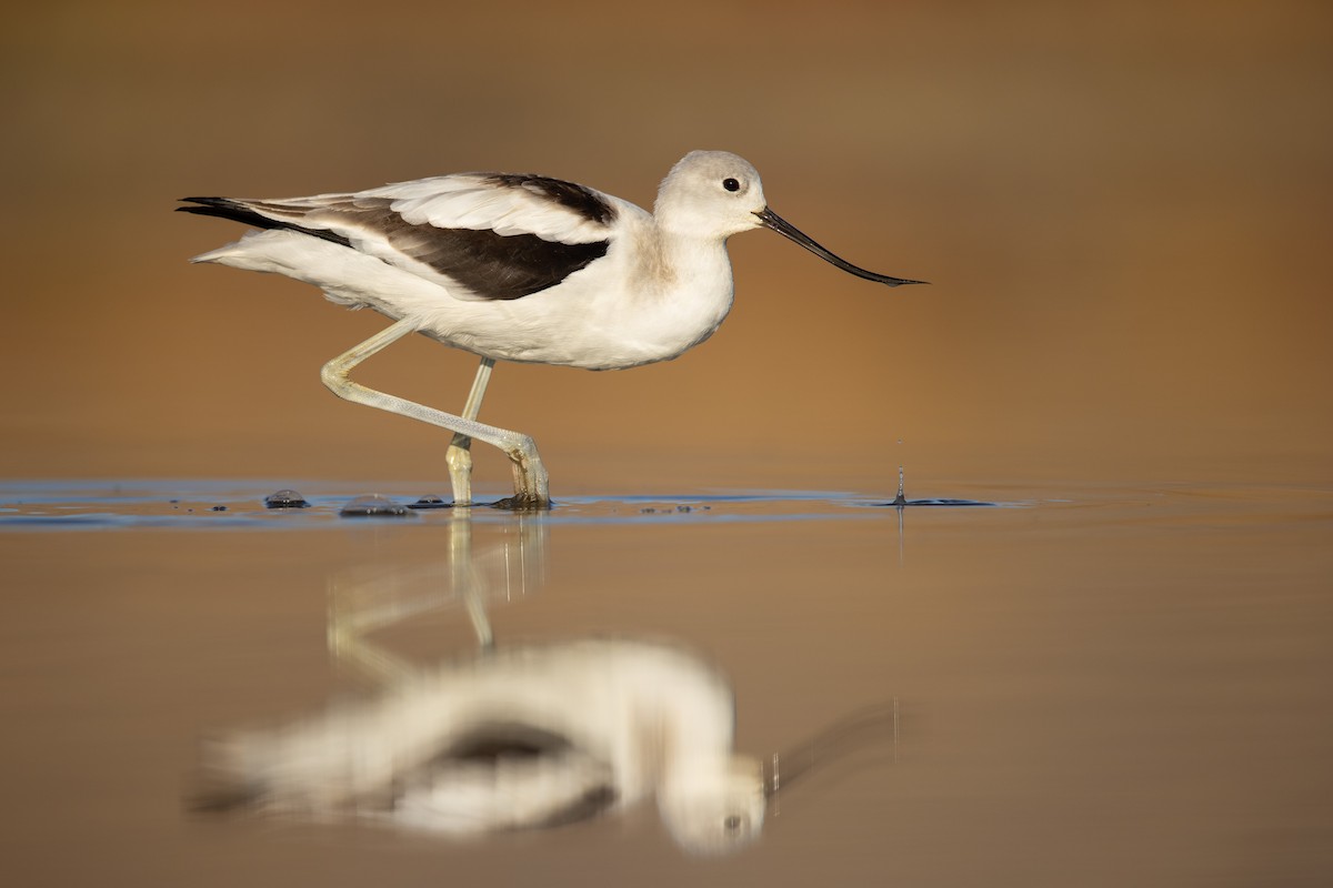 American Avocet - ML419049891