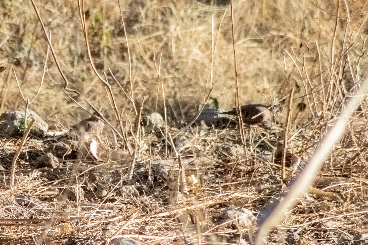 Ruddy Ground Dove - ML419050291