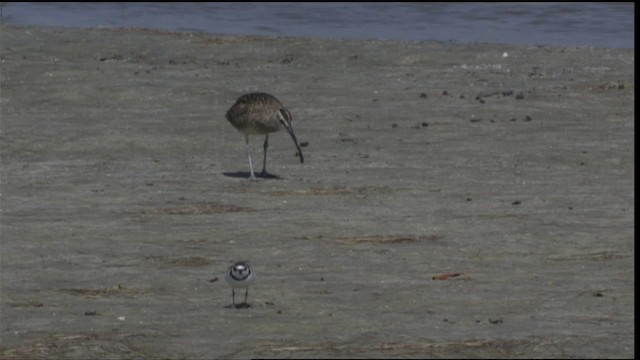 Whimbrel (Hudsonian) - ML419051