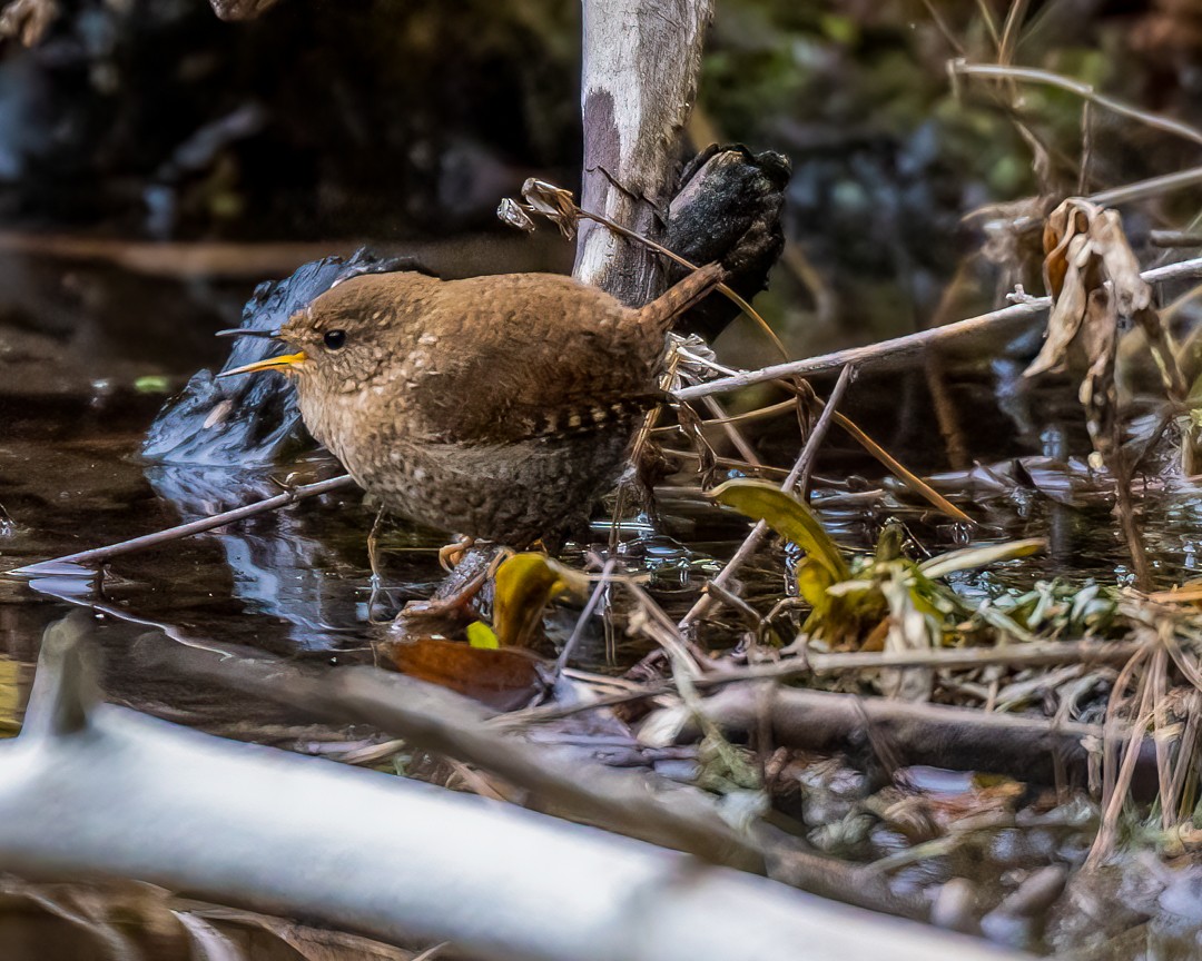 Winter Wren - ML419052291