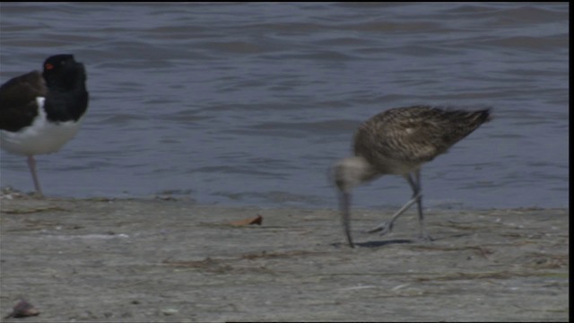 Whimbrel (Hudsonian) - ML419053