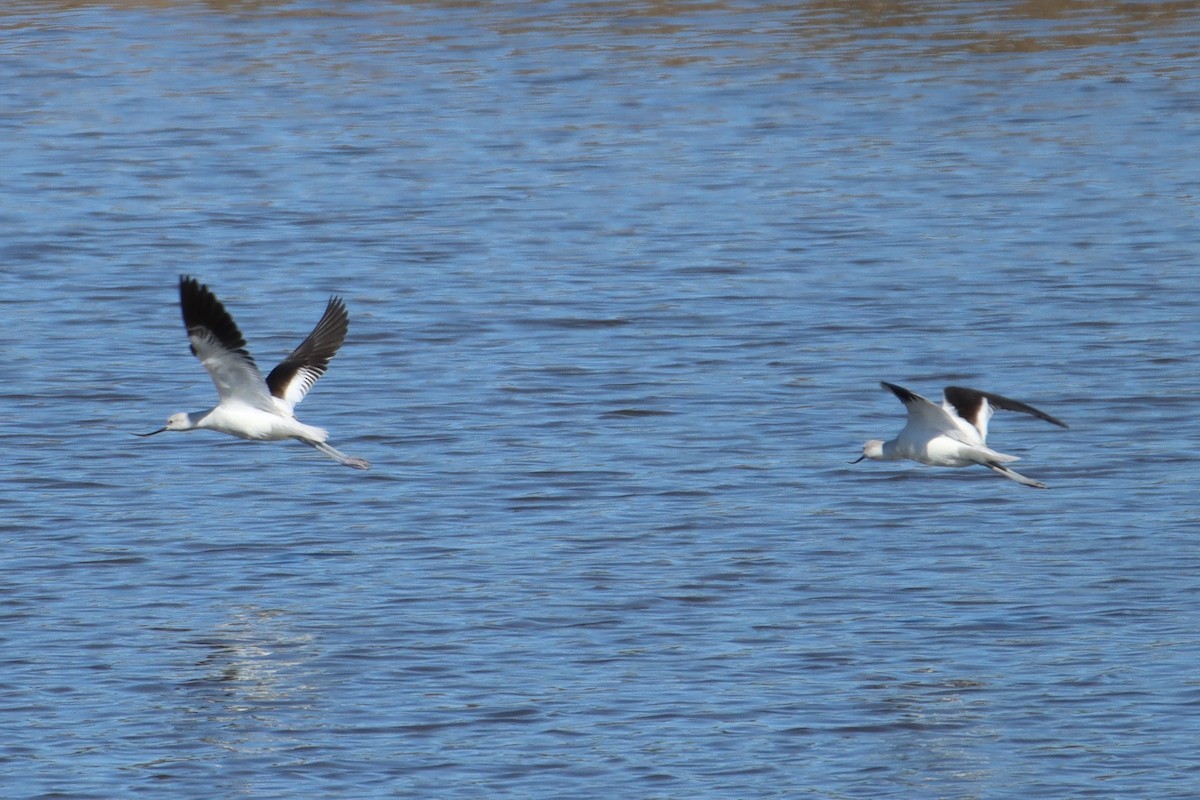 American Avocet - ML419056251